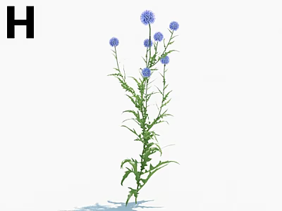 Single Plant With Blue Flowers And Green Stems On White Background 3d model