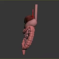Detailed Human Internal Organs 3D Model Showing Liver Stomach And Intestines