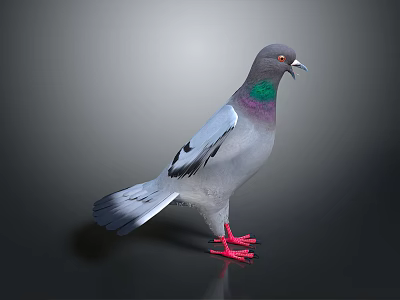 Gray Pigeon With Green And Purple Neck Standing On Dark Background With Red Feet 3d model