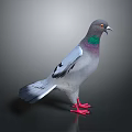Gray Pigeon With Green And Purple Neck Standing On Dark Background With Red Feet