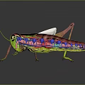 Detailed 3D Rendering of Grasshopper Anatomical Structure with Internal Organs and External Hairs