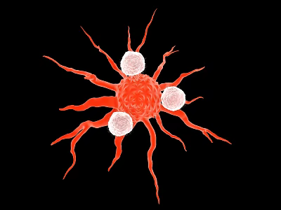 Biological Cell Structure Featuring Red Body With Protrusions And White Spheres 3d model