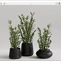 Elegant Green Leafy Bonsai Potted Plants With Black Ceramic Pots And Modern Design