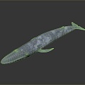 whale cartoon whale mammal marine mammal marine animal fish freshwater fish marine fish 3d model