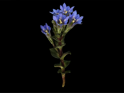 Beautiful Plant With Blue Flowers Green Stems And Leaves On Black Background 3d model
