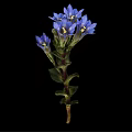 Beautiful Plant With Blue Flowers Green Stems And Leaves On Black Background
