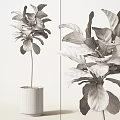 Indoor Decorative Potted Plant With Large Green Leaves In White Pot