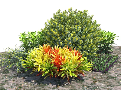 Green Shrub with Red and Yellow Foliage in Garden Bed with Soil and Small Stones 3d model