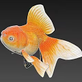 Bright Orange And White Goldfish With Large Round Eyes And Flowing Tail Fins Swimming Gracefully
