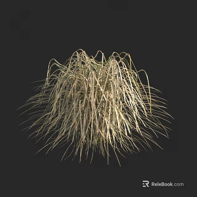 Clump of Ornamental Grass With Tall Flowing Light Yellow And Green Leaves Against Dark Background 3d model 