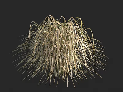 Clump of Ornamental Grass With Tall Flowing Light Yellow And Green Leaves Against Dark Background 3d model