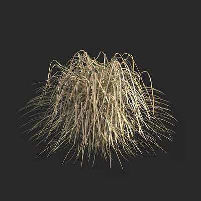 American paspalum grass 3d model American paspalum grass 3d model
