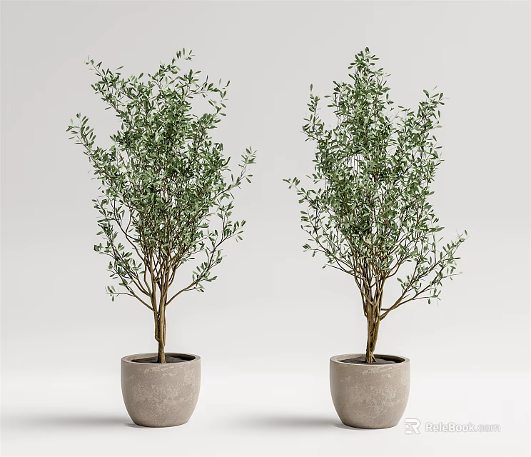 Two Olive Tree Bonsai Potted Plants in Light Gray Pots with White Background 3d model 