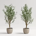 Two Olive Tree Bonsai Potted Plants in Light Gray Pots with White Background