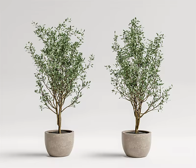 Two Olive Tree Bonsai Potted Plants in Light Gray Pots with White Background 3d model