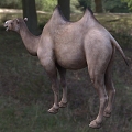 Modern Wild Bactrian Camel Animal Creatures 3d model