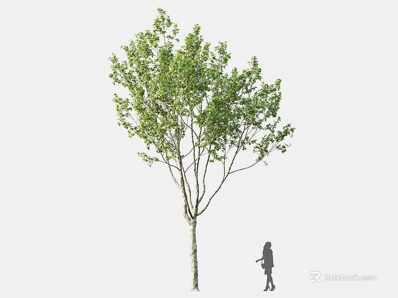 Tall Arbor With Green Leaves Standing Beside A Silhouette Of A Person 3d model 