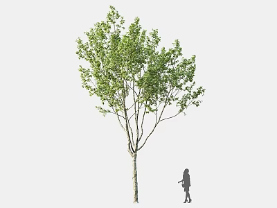 Tall Arbor With Green Leaves Standing Beside A Silhouette Of A Person 3d model