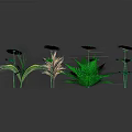 Various Colorful Plants With Diverse Shaped Leaves And Flowers Against Dark Background With Reflections