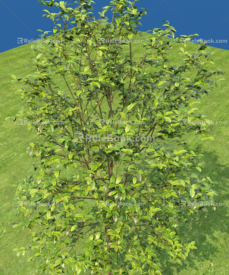 Modern Tree Osmanthus Tree 3d model