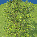 Modern Tree Osmanthus Tree 3d model