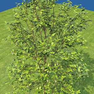 Modern Tree Osmanthus Tree 3d model