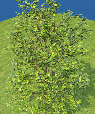 Modern Tree Osmanthus Tree 3d model