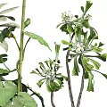 Indoor Potted Bonsai Plants With Lush Green Leaves In Ceramic And Blue Pots