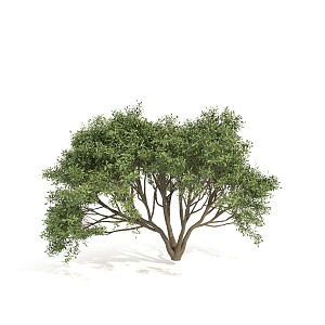 plant shrub green plant 3d model