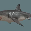Realistic Gray Shark With Open Mouth Sharp Teeth And Dorsal Fin 3d model