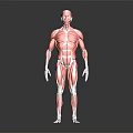 Detailed 3D Model of Human Muscle Anatomy Showing Body Organ Structures