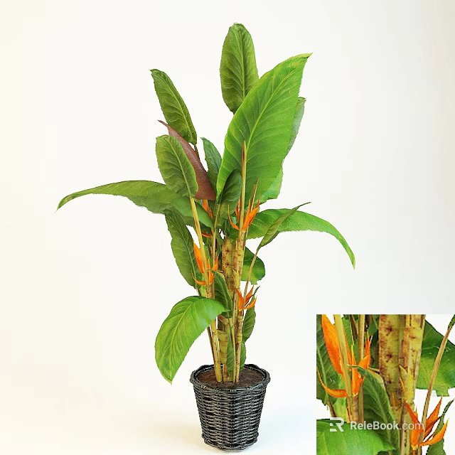 Bonsai Potted Plant With Large Green Leaves Orange Flowers And Black Pot 3d model 