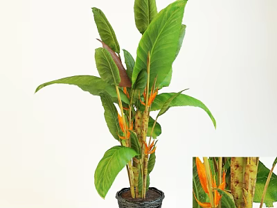 Bonsai Potted Plant With Large Green Leaves Orange Flowers And Black Pot 3d model