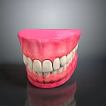 Game Movie Character Teeth Model Featuring Realistic White Teeth And Pink Gums