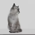 Fluffy Grey Cat With Green Eyes In Side View On White Background