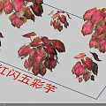 Red Flash Caladium Plants With Vibrant Red And Pink Decorative Leaves