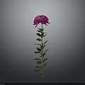 Beautiful Pink Chrysanthemum Plant With Green Stem Leaves On Gray Background