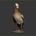 White Head Brown Body Stuffed Duck With Red Beak Red Feet And Stone Base