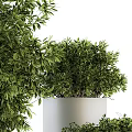 Lush Green Bonsai Potted Plants With Dense Foliage In Silver Cylindrical Planters