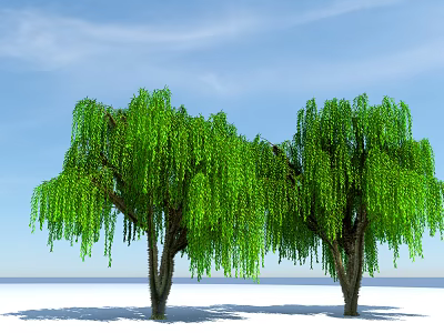 Lush Green Willow Trees With Weeping Branches Under Blue Sky And White Ground 3d model