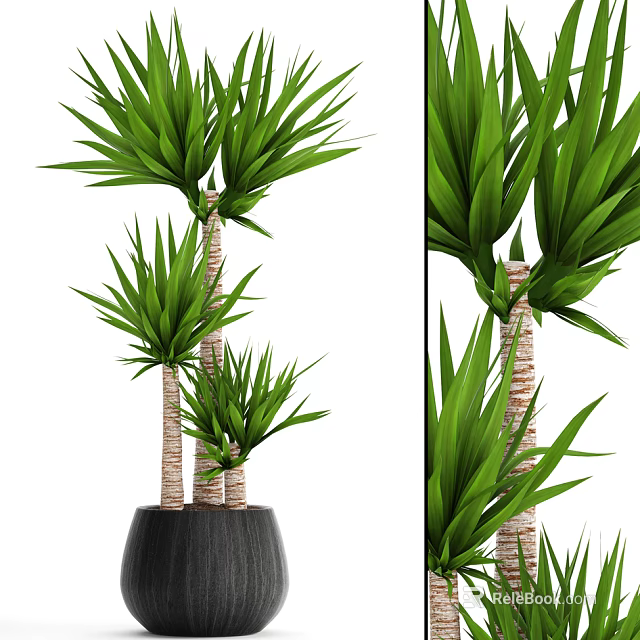 Potted Bonsai Plant With Green Long Leaves And Textured Trunk In Black Pot 3d model 