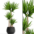 Potted Bonsai Plant With Green Long Leaves And Textured Trunk In Black Pot