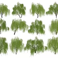 Weeping Willow Trees in Various Forms With Lush Green Foliage for Landscaping