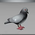 Gray Pigeon With Red Eyes And Pink Feet Standing On Black Background