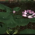 Serene Garden Landscape With Pink Lotus Flowers And Green Leaves On Water