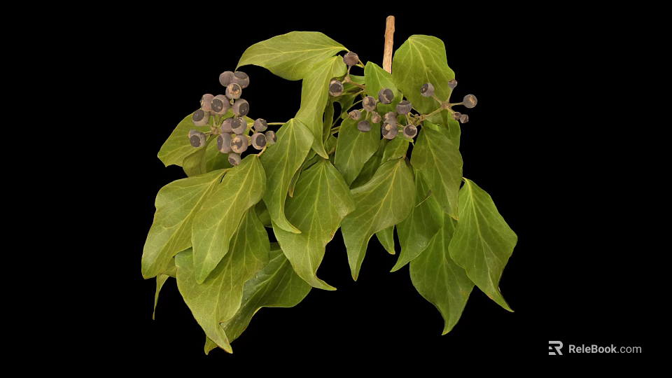Green Leafy Plant With Dark Brown Small Fruits On Branches Against Black Background 3d model 