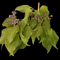 Green Leafy Plant With Dark Brown Small Fruits On Branches Against Black Background