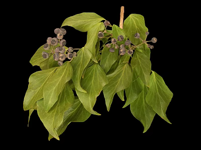 Green Leafy Plant With Dark Brown Small Fruits On Branches Against Black Background 3d model