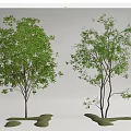 Two Arbor Trees With Green Foliage And Different Growth Forms On Grass Patches 3d model