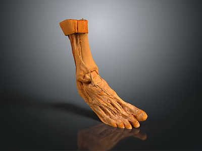 Human Foot Anatomical Model With Detailed Muscle And Ligament Structure 3d model